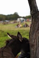 DSC_4911.JPG