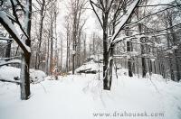 DSC_1442.JPG