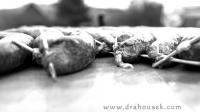 DSC_7660.JPG